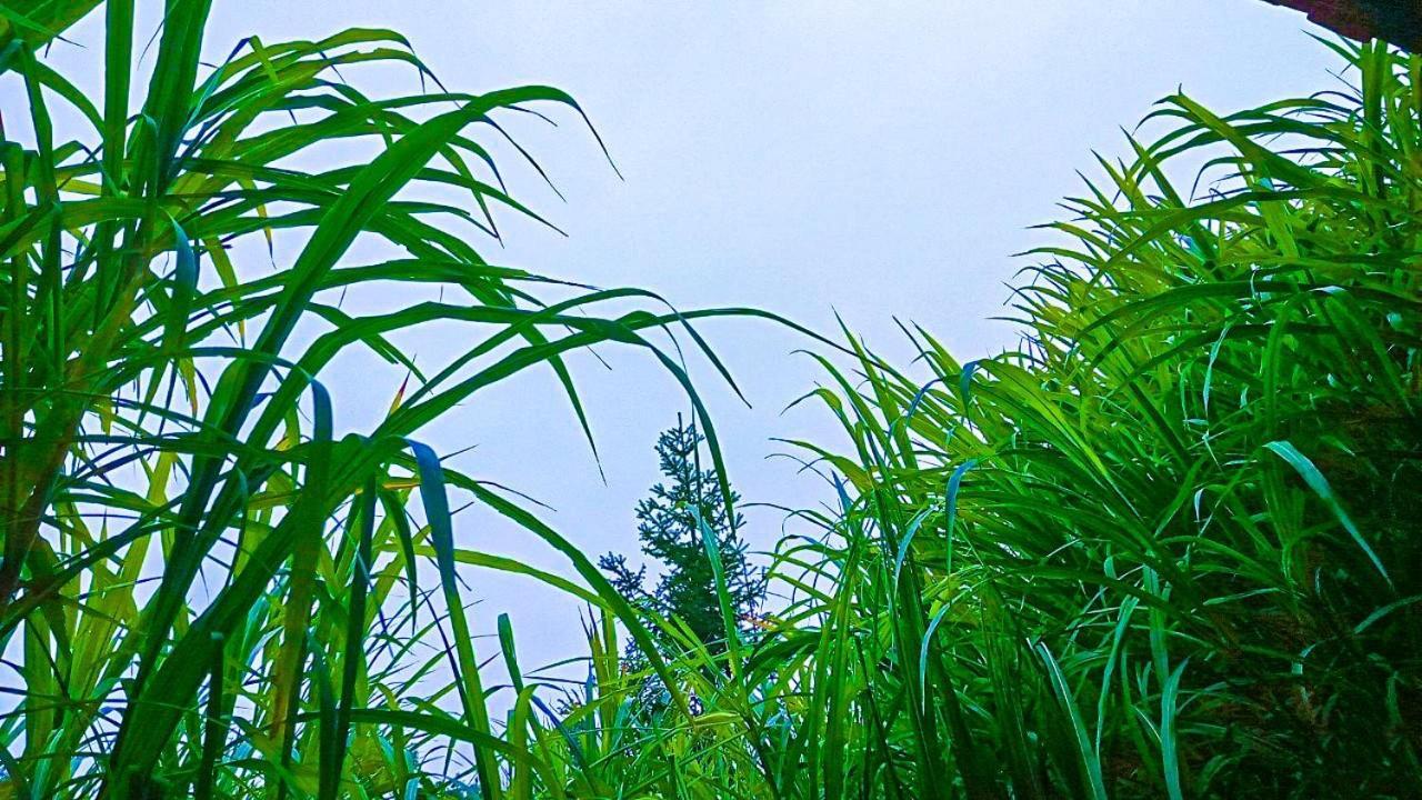 Cici Homestay Dong Van Bagian luar foto